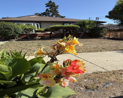 Board and Care in San Leandro California 94577 at easeplacement.com - Ease Placement
